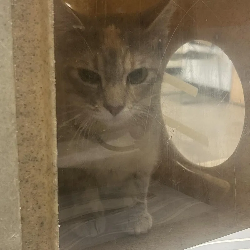 A young medium-sized female Gray / Blue / Silver Domestic Short Hair cat named Applebees for adoption in Philadelphia, PA