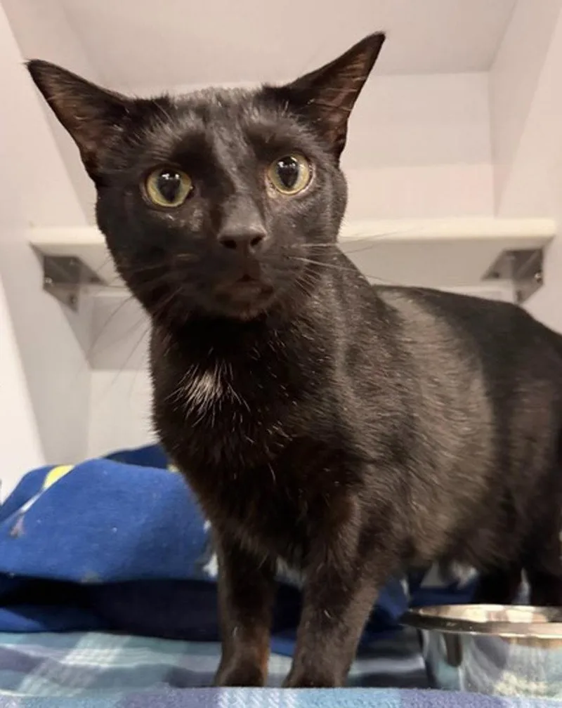 An adult medium-sized male Domestic Short Hair cat named Snapper for adoption in Cuyahoga Falls, OH
