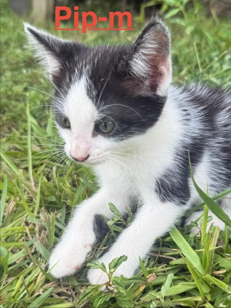 Pip