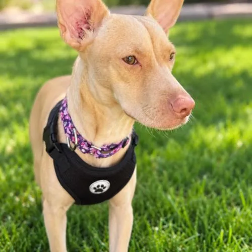 A young small-sized female Chihuahua dog named Peachy for adoption in Coachella, CA