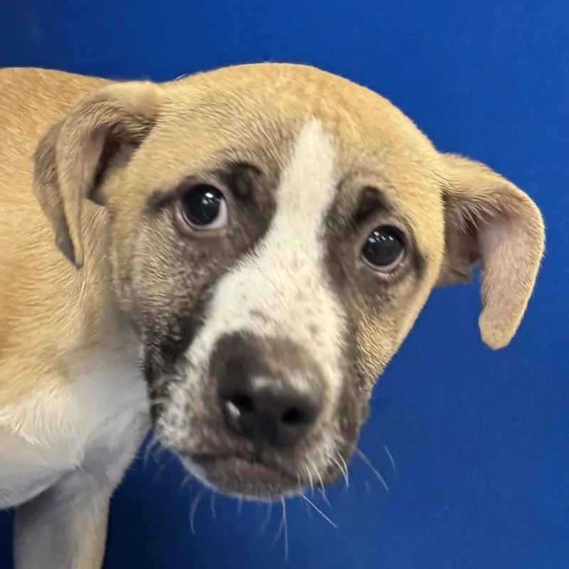 A young medium-sized male Brown / Chocolate Mixed Breed dog named 110474 for adoption in Las Cruces, NM