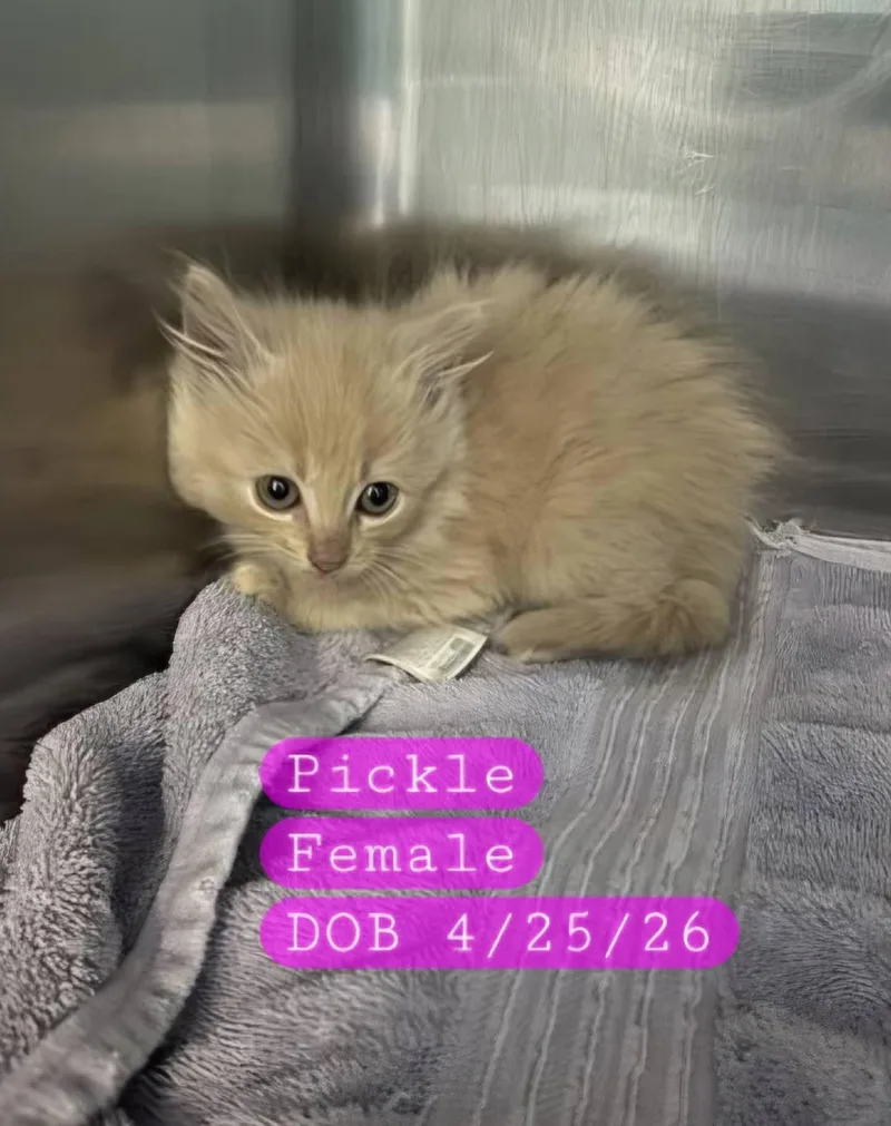 A baby medium-sized female Buff / Tan / Fawn Domestic Medium Hair cat named Pickle for adoption in Holbrook, NY