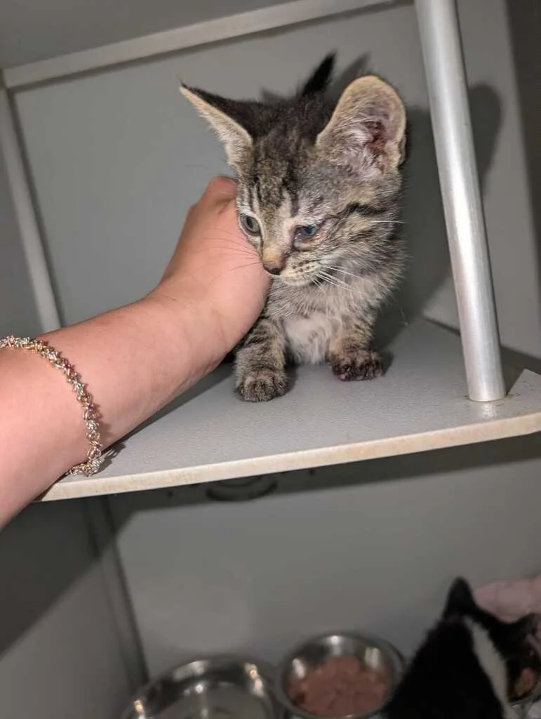 A baby medium-sized male Domestic Short Hair cat named Orion for adoption in Athens, AL