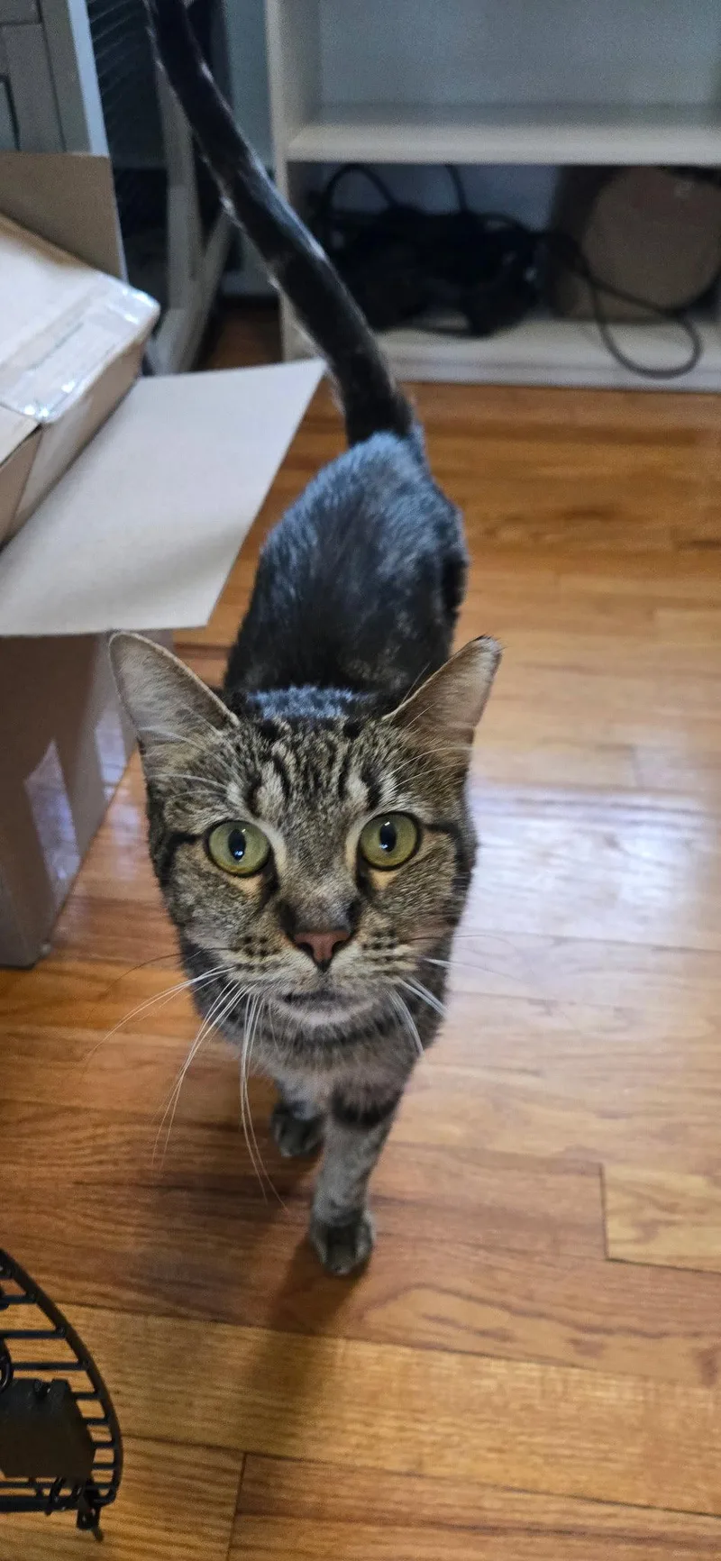 An adult medium-sized female Domestic Short Hair cat named Swirly for adoption in Rockaway, NJ