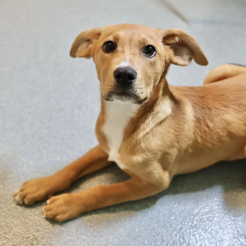 A baby small-sized female Yellow / Tan / Blond / Fawn Labrador Retriever dog named Jane for adoption in Briarcliff Manor, NY