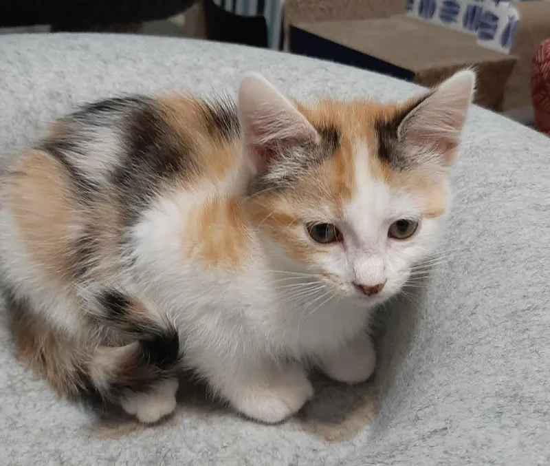 A young small-sized female Calico Domestic Short Hair cat named Toffee for adoption in Webster City, IA