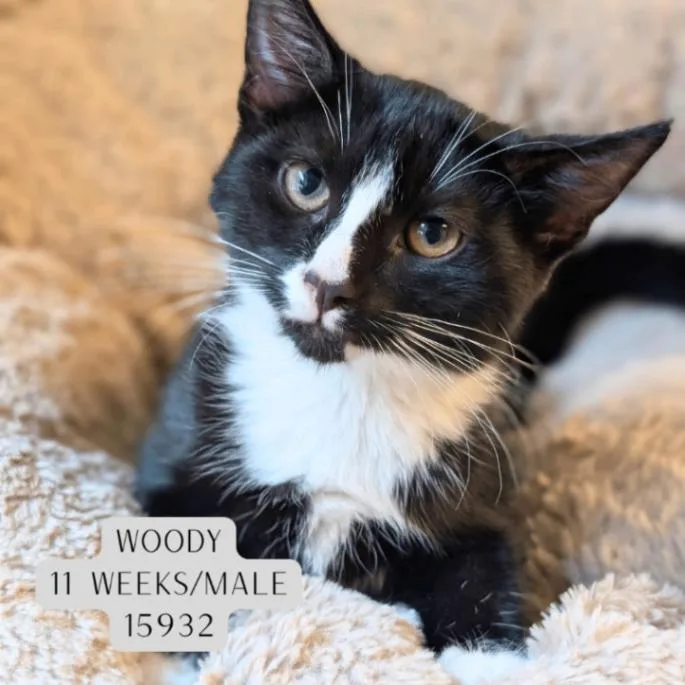 A young medium-sized male Black Domestic Short Hair cat named Woody for adoption in Supply, NC