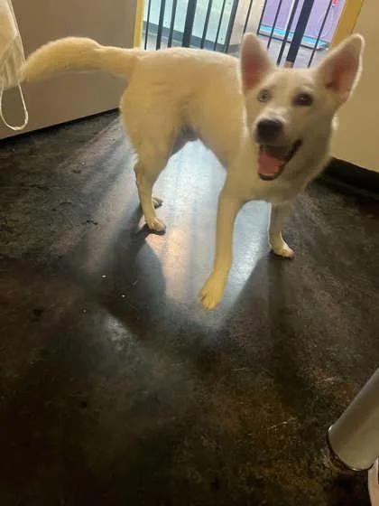 An adult medium-sized male Mixed Breed dog named Frisco for adoption in Memphis, TN