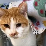 An adult medium-sized male Orange & White Domestic Short Hair cat named Noodle for adoption in Lansing, MI