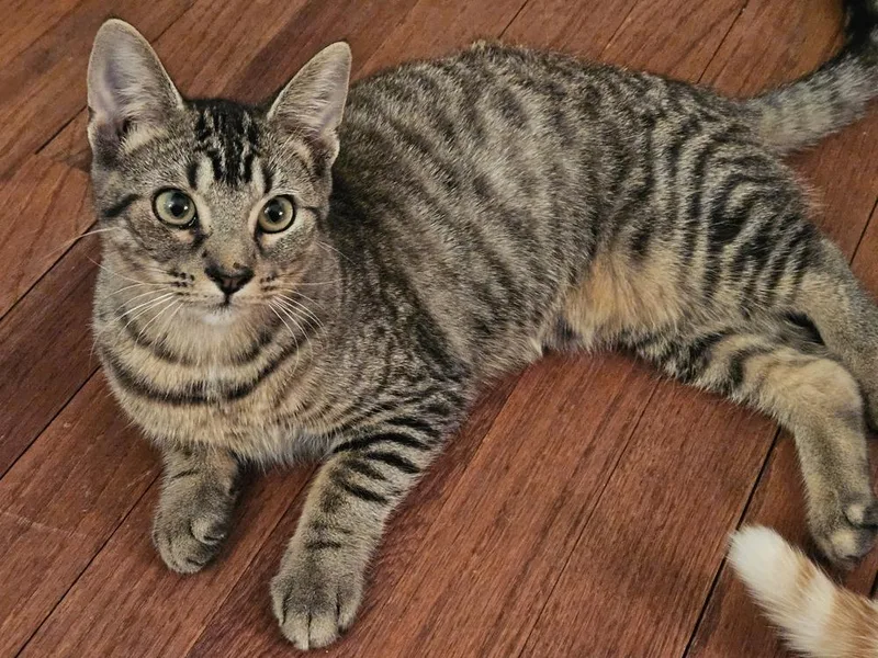 A baby small-sized female Buff & White Domestic Short Hair cat named Cinnezac for adoption in Chicago, IL