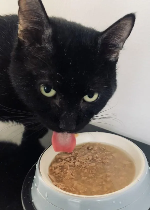 An adult medium-sized male Domestic Short Hair cat named Jonah for adoption in Ridgewood, NY