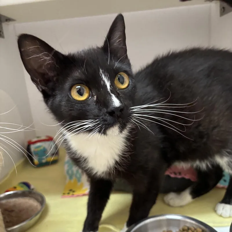 A baby medium-sized female Black Domestic Short Hair cat named Arctic for adoption in Kanab, UT