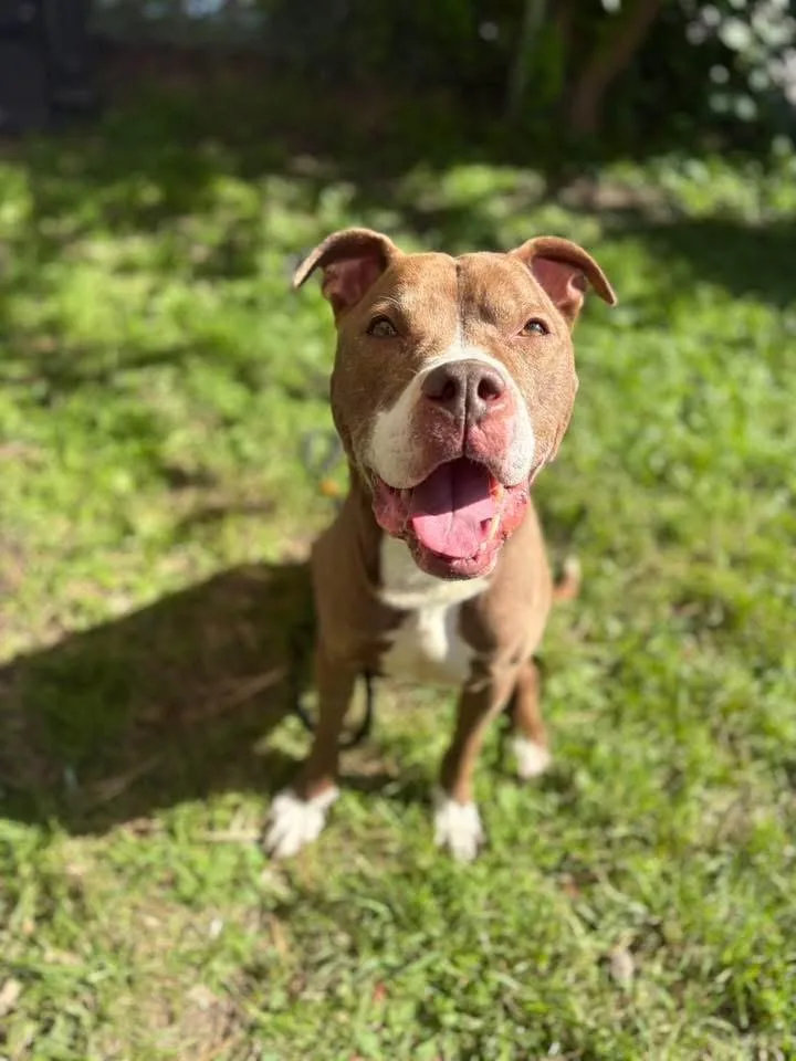 A senior medium-sized male Brown / Chocolate Pit Bull Terrier dog named Naperville for adoption in Chicago, IL