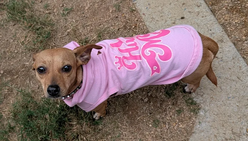 An adult small-sized female Chihuahua dog named Princess A for adoption in Plano, TX