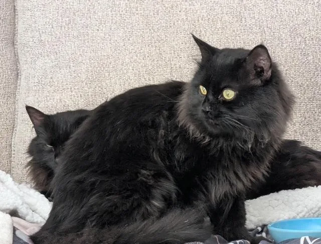 A young large-sized male Black Maine Coon cat named Eric for adoption in Churchville, PA