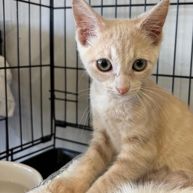 A baby small-sized female Buff / Tan / Fawn Domestic Short Hair cat named Brookie for adoption in Webster, TX