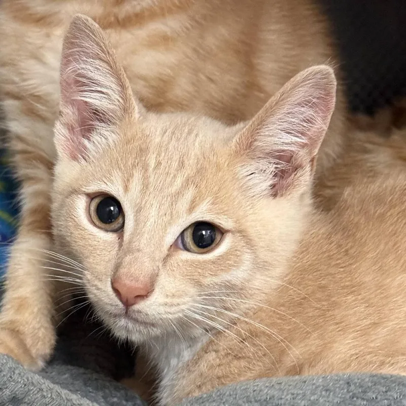 A baby small-sized male Buff / Tan / Fawn Domestic Short Hair cat named Quinn for adoption in Redwood City, CA