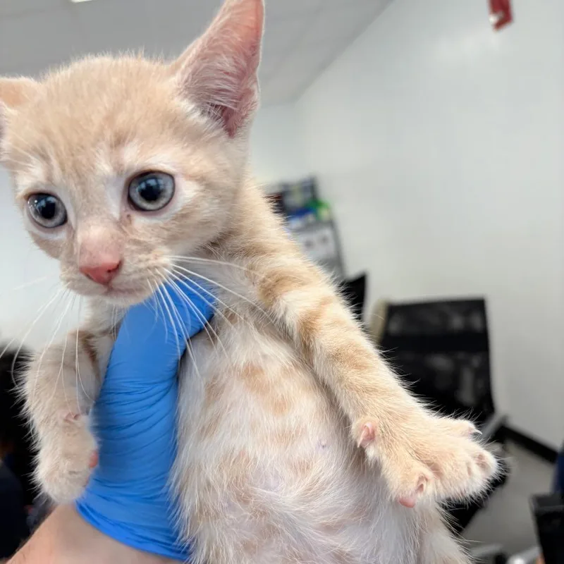 A baby small-sized male Buff / Tan / Fawn Domestic Short Hair cat named Sunbeam for adoption in Philadelphia, PA