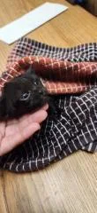 A young small-sized female Black Domestic Medium Hair cat named Cat for adoption in Parlier, CA