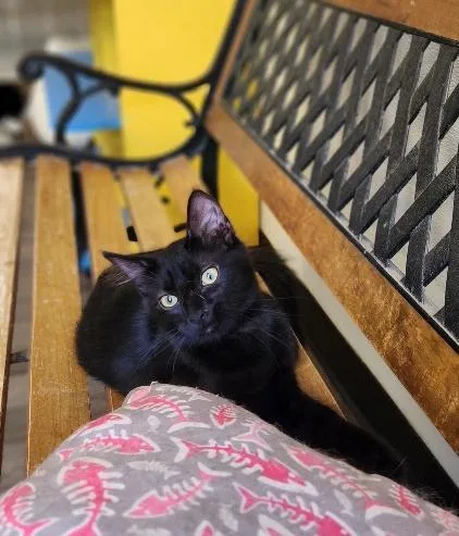 Cat thumbnail 3