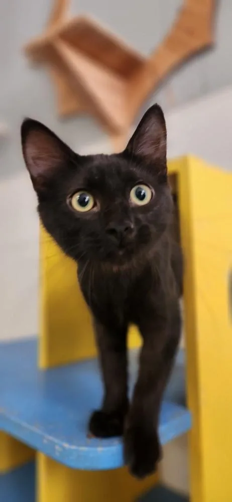 Cat thumbnail 4
