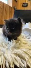 Cat thumbnail 5