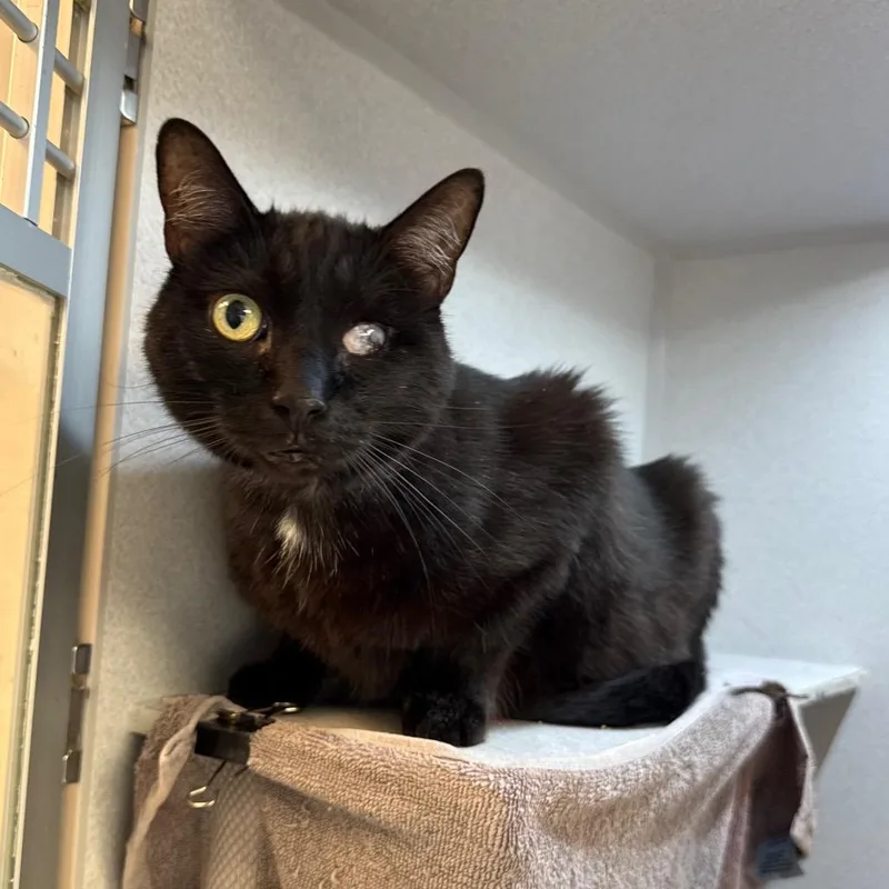 A senior large-sized male Black Domestic Medium Hair cat named Phoenix for adoption in Pittsburgh, PA