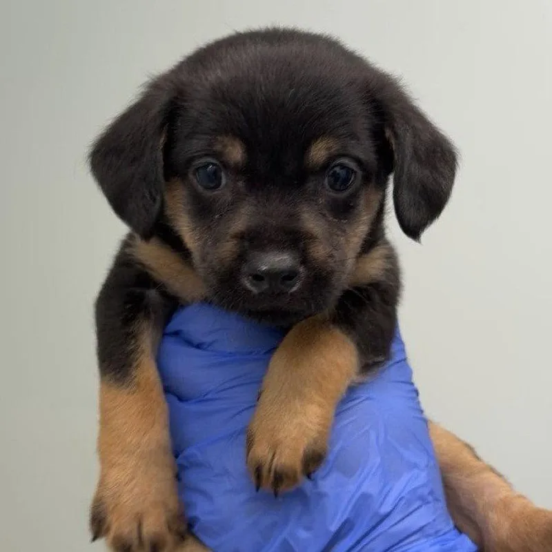 A baby small-sized male Schnauzer dog named Goodseberry for adoption in Chico, CA