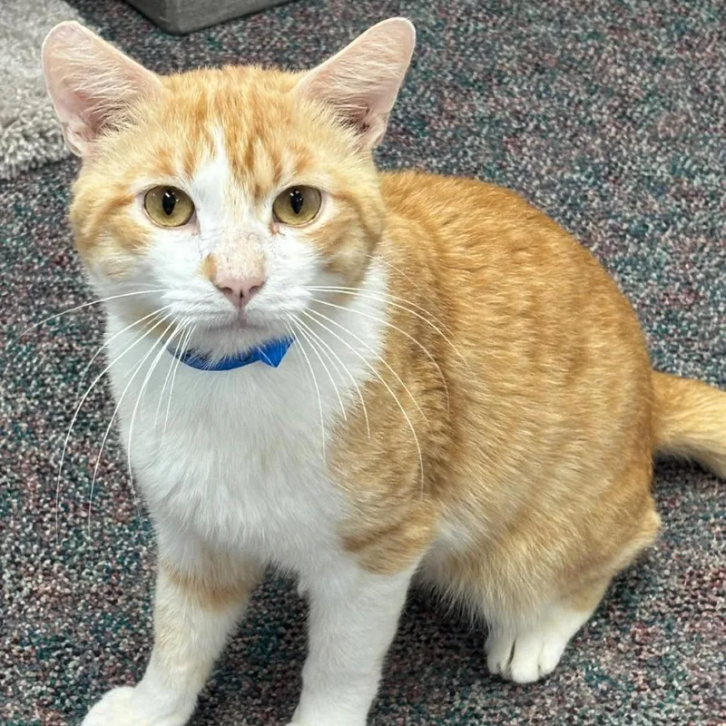 An adult large-sized male Orange / Red Domestic Short Hair cat named Grady for adoption in Hamburg, NY