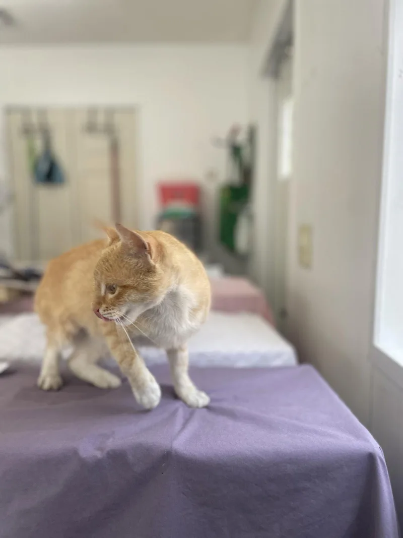 A young small-sized female Buff & White Domestic Short Hair cat named Norene for adoption in Trenton, NJ