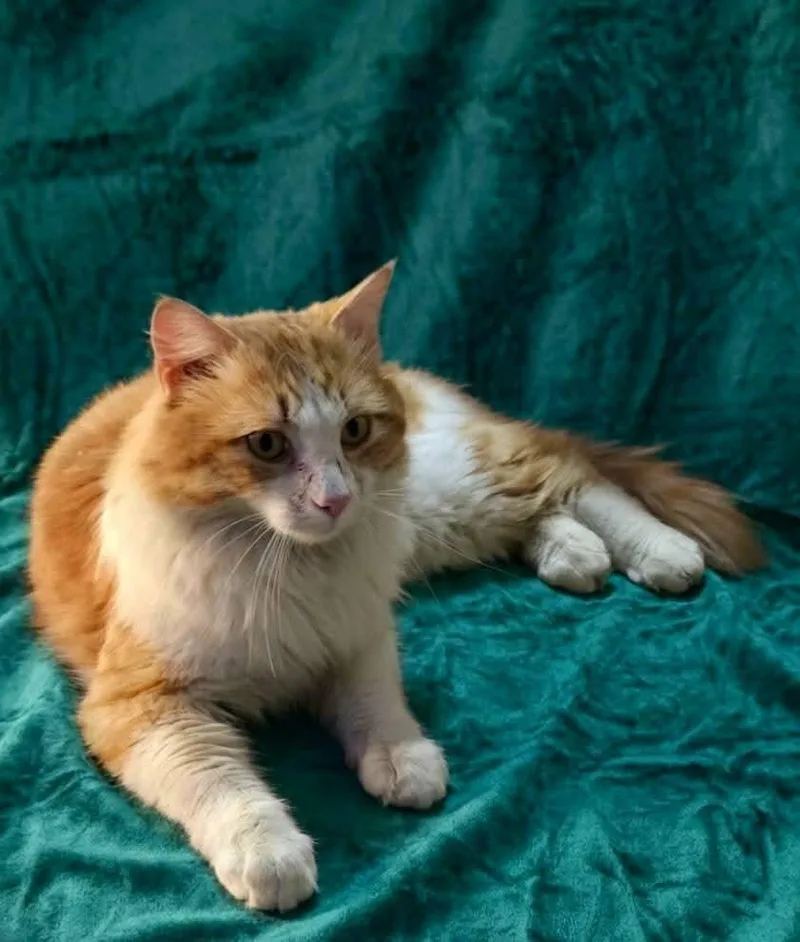 Ol Yeller thumbnail 2