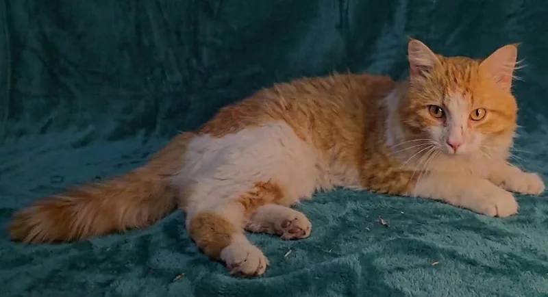 Ol Yeller thumbnail 3