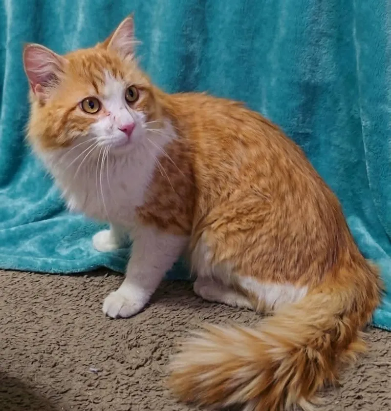 Ol Yeller thumbnail 4