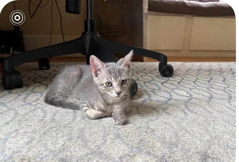 A baby medium-sized female Tabby (Gray / Blue / Silver) Domestic Short Hair cat named Shelley for adoption in Austin, TX