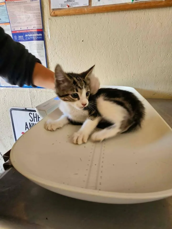 A baby small-sized male Domestic Short Hair cat named Phoenix for adoption in Shelbyville, TN