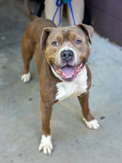 An adult large-sized male Mixed Breed dog named Maui for adoption in Chamblee, GA