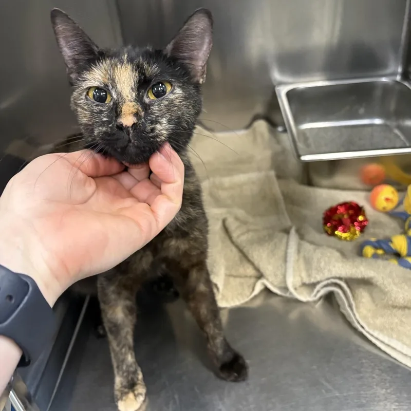 A young small-sized female Tortoiseshell Domestic Short Hair cat named Shakira for adoption in Saint Charles, MO