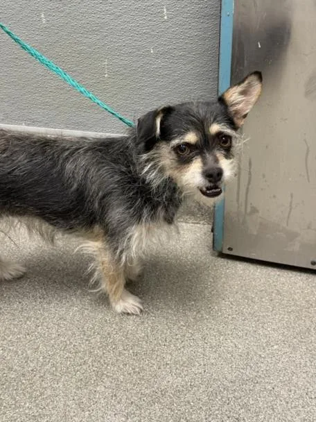 An adult small-sized female Terrier dog named Buttercup for adoption in Las Vegas, NV
