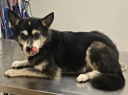 An adult small-sized female Mixed Breed dog named Pickles for adoption in South Bend, IN