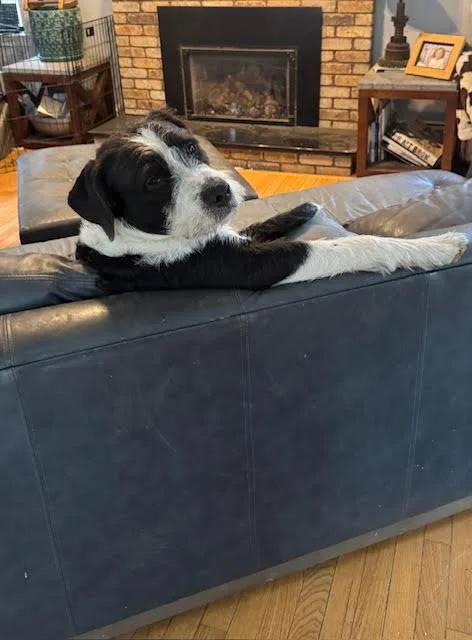A young medium-sized male Terrier dog named Draco for adoption in Winthrop, MA