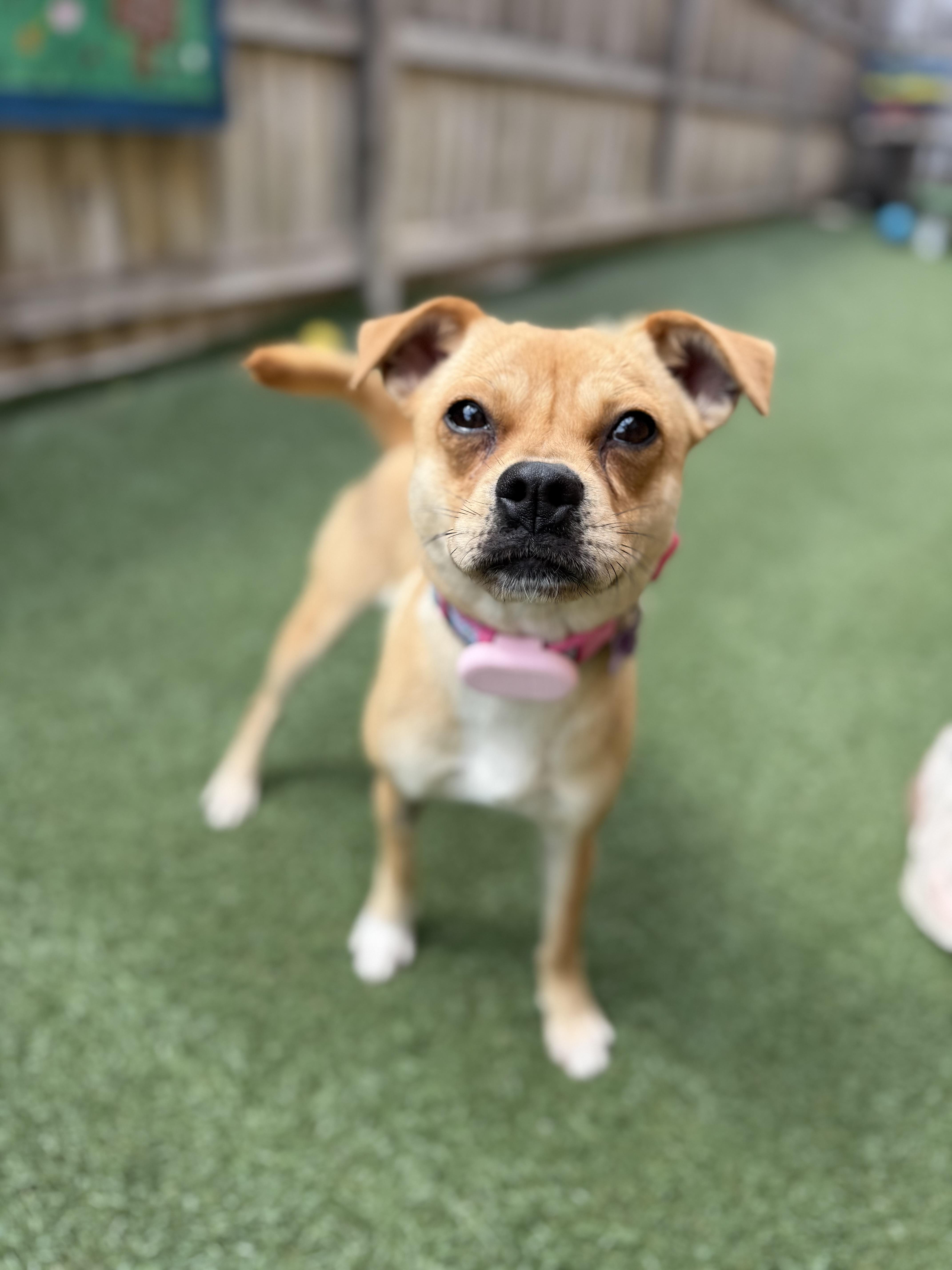 A young small-sized female Chihuahua dog named Hollie for adoption in Itasca, IL
