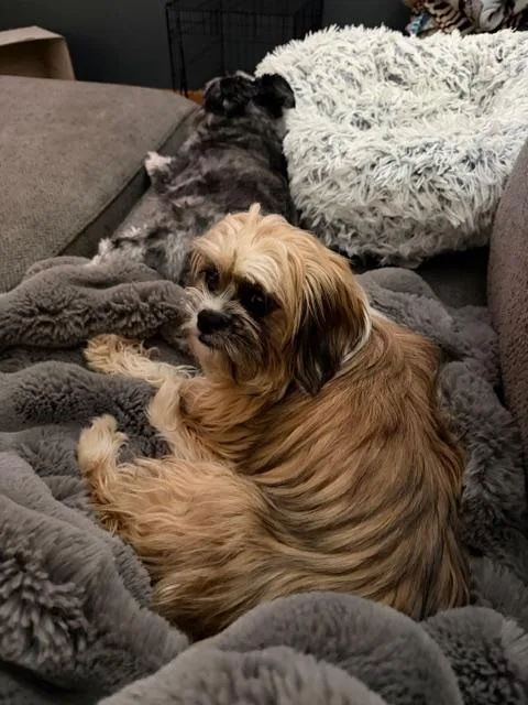 A young small-sized female Shih Tzu dog named Sid for adoption in Grand Forks, ND