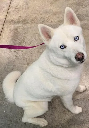 An adult medium-sized female Siberian Husky dog named Lady Mcfluff for adoption in Lampasas, TX