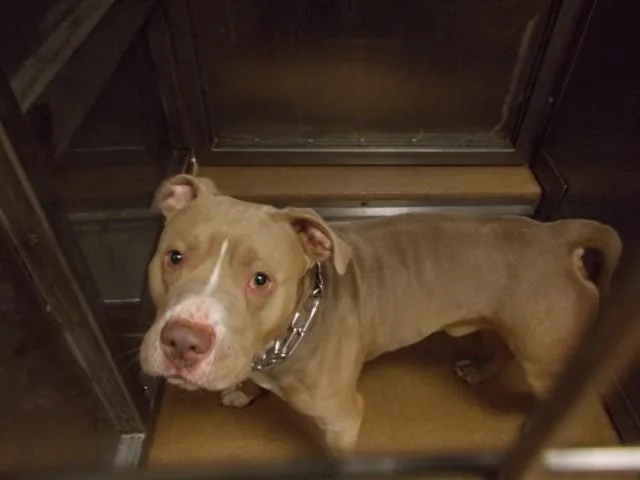 A young large-sized male Pit Bull Terrier dog named Bundles for adoption in Martinez, CA
