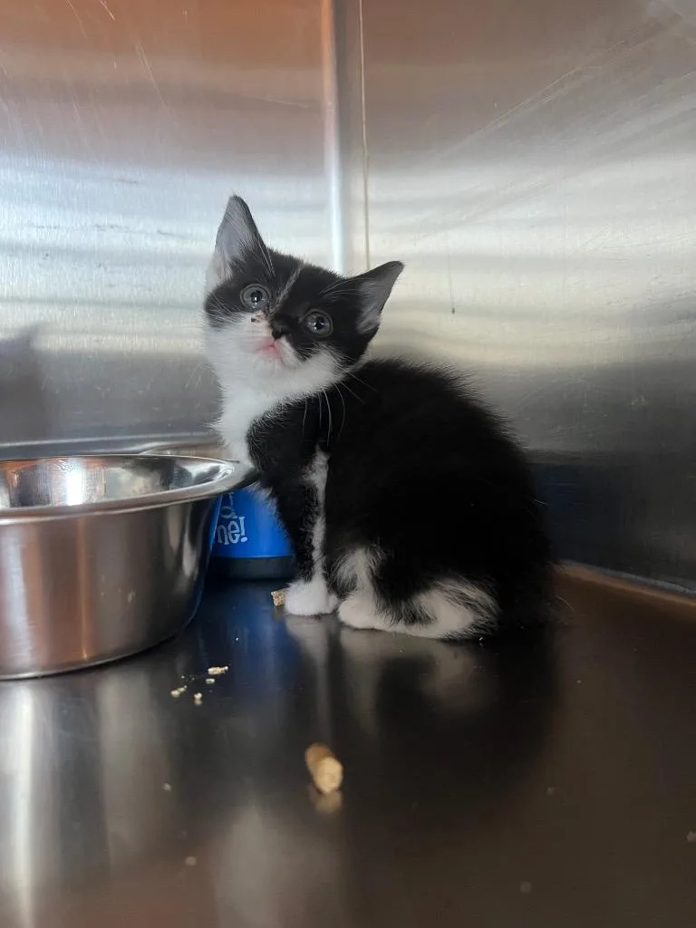 A baby medium-sized female Domestic Short Hair cat named Yahoo for adoption in Murray, KY