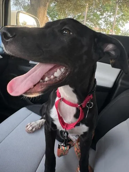 A young small-sized female Mixed Breed dog named Raichu for adoption in Austin, TX