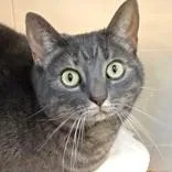An adult large-sized female Domestic Short Hair cat named Myrna for adoption in Santa Cruz, CA