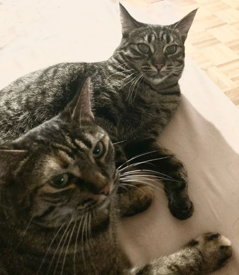 Crystal Susie thumbnail 2