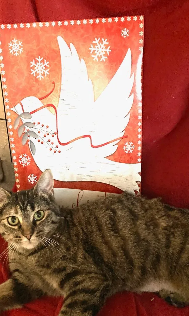 Crystal Susie thumbnail 3