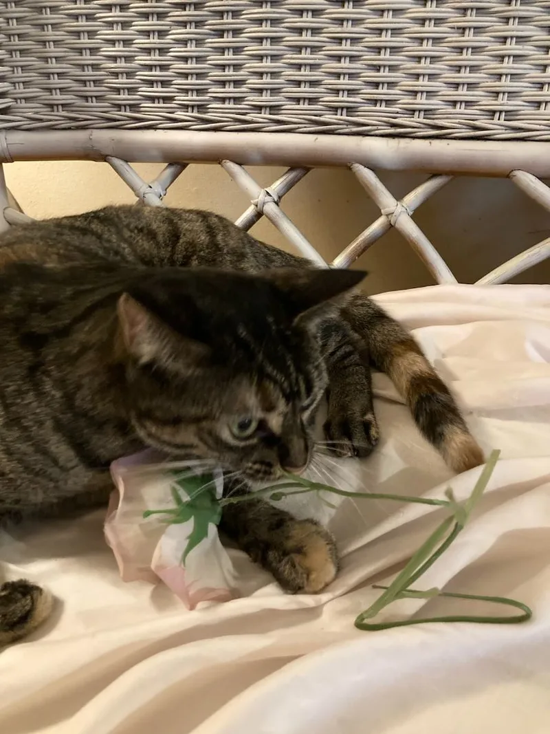 Crystal Susie thumbnail 4